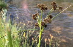 Scirpus pallidus