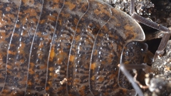 Trachelipus rathkii