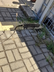 Iguana iguana iguana