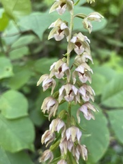 Epipactis helleborine