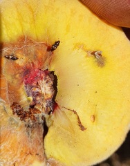 Carpophilus hemipterus