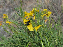 Xylocopa