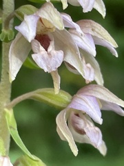 Epipactis helleborine