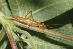Prognathogryllus elongatus