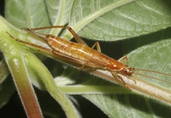 Prognathogryllus elongatus