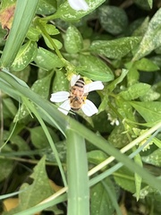 Apis mellifera