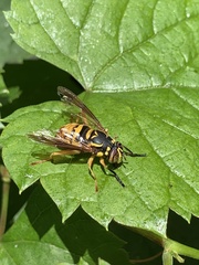 Spilomyia alcimus