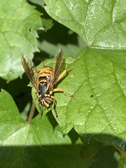 Spilomyia alcimus