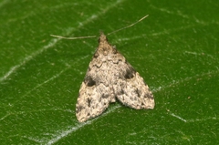 Pseudoschrankia