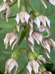 Epipactis helleborine