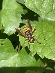 Spilomyia alcimus