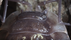 Oniscus asellus