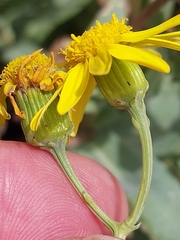 Senecio aetnensis