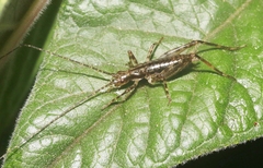 Leptogryllus