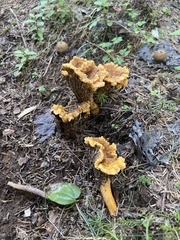 Craterellus lutescens