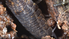 Trachelipus rathkii