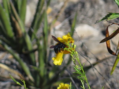Xylocopa