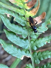 Coelichneumon sinister