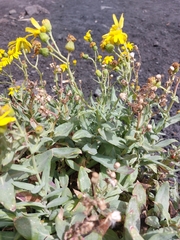 Senecio aetnensis