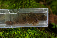 Cottus baileyi