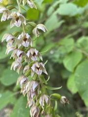Epipactis helleborine