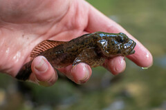 Cottus baileyi