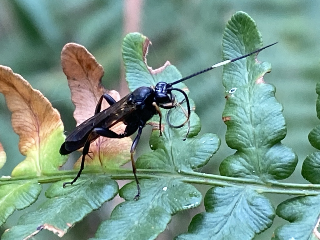 Coelichneumon sinister