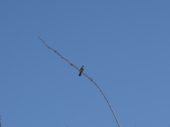 Tyrannus vociferans