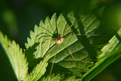 Rilaena