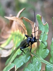 Coelichneumon sinister