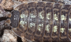 Porcellio spinicornis