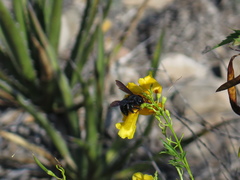 Xylocopa