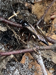 Ichneumon deliratorius
