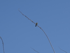Tyrannus vociferans