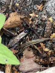 Ichneumon deliratorius
