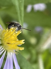 Lasioglossum coriaceum