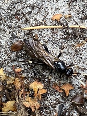 Ichneumon deliratorius