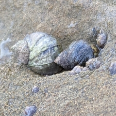 Nucella emarginata
