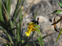 Xylocopa