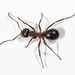 Ulke's Field Ant - Photo (c) Karl Kroeker, some rights reserved (CC BY-NC), uploaded by Karl Kroeker