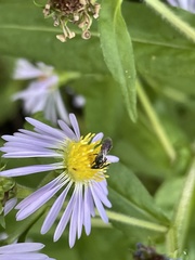 Lasioglossum coriaceum