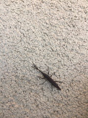 Brentinae