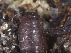 Hyloniscus riparius