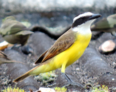 Pitangus sulphuratus