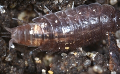 Hyloniscus riparius