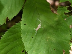 Caloptilia ostryaeella