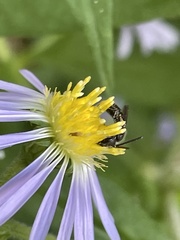 Lasioglossum coriaceum