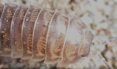 Cylisticus convexus