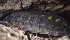 Porcellio spinicornis
