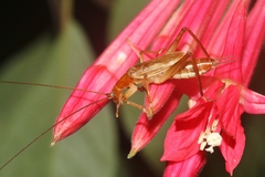 Prognathogryllus elongatus